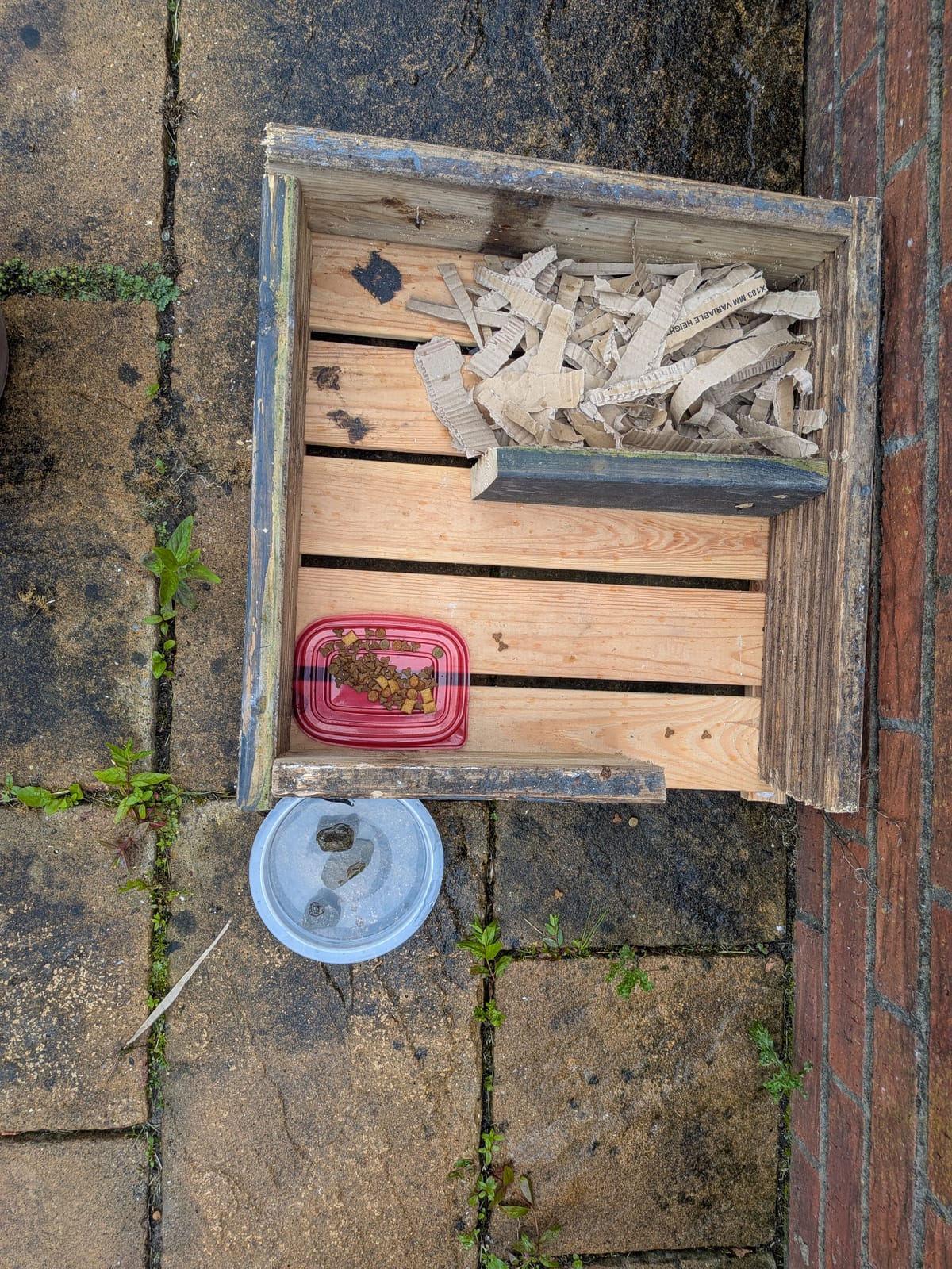 Night Three… The Creation of Hedgehog-warts 🦔