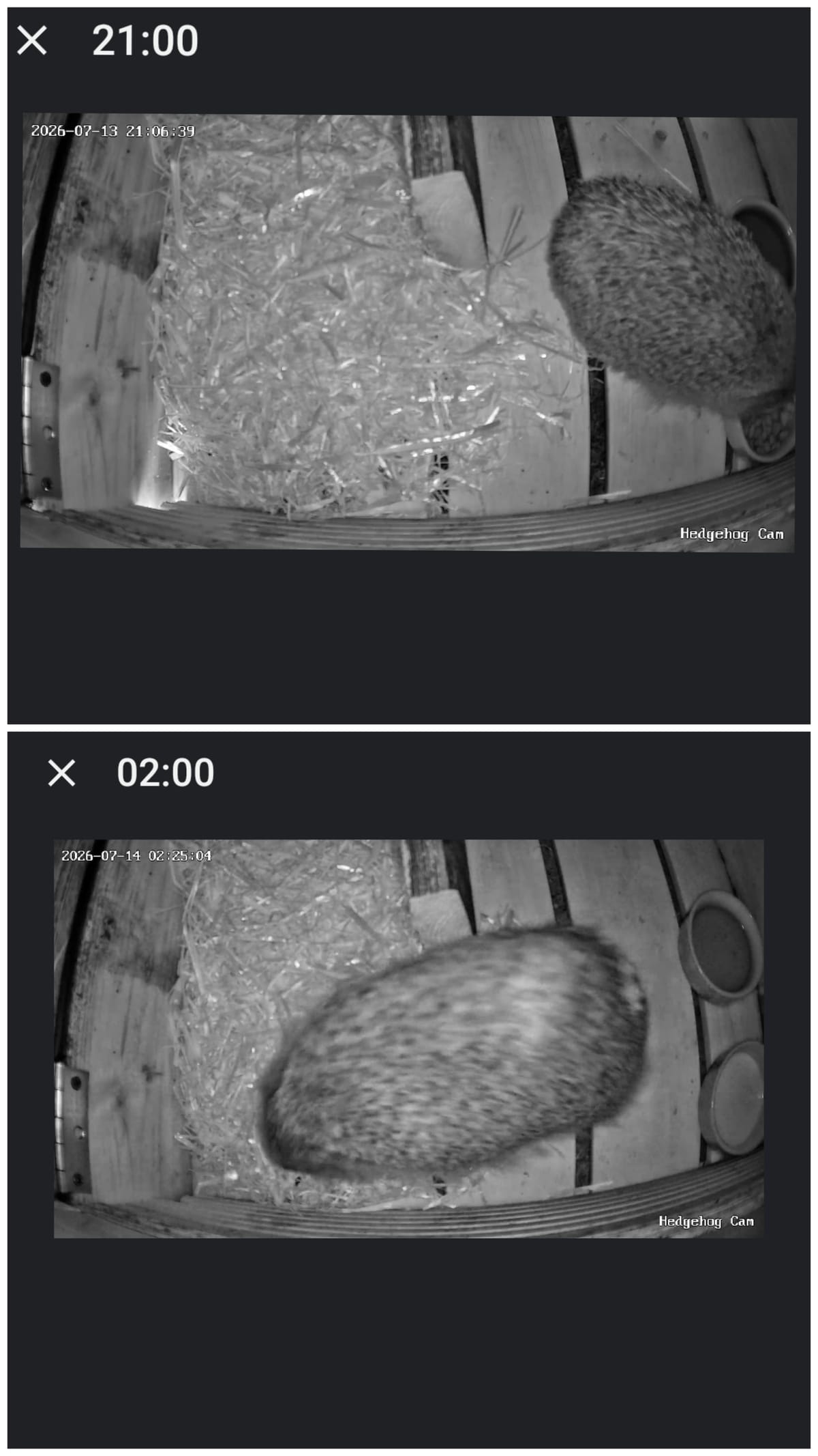 Night Fifteen… A New Mystery? 🦔🕵️‍♀️