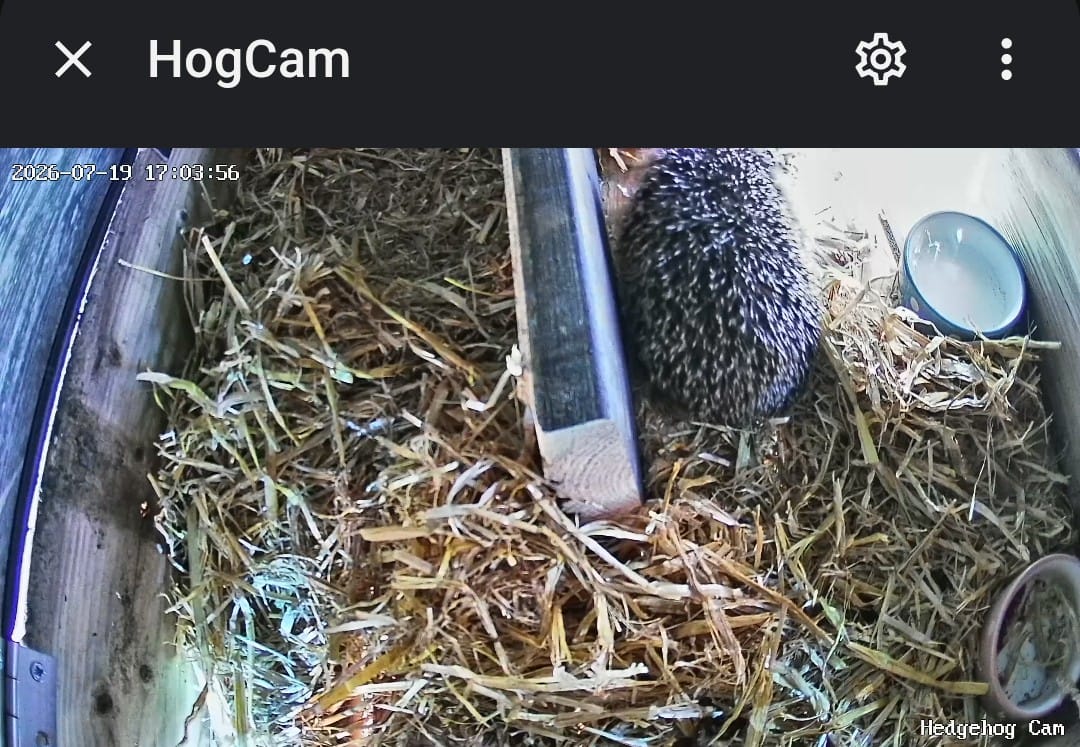 Night Twenty-One... Checking Out 🦔🏨