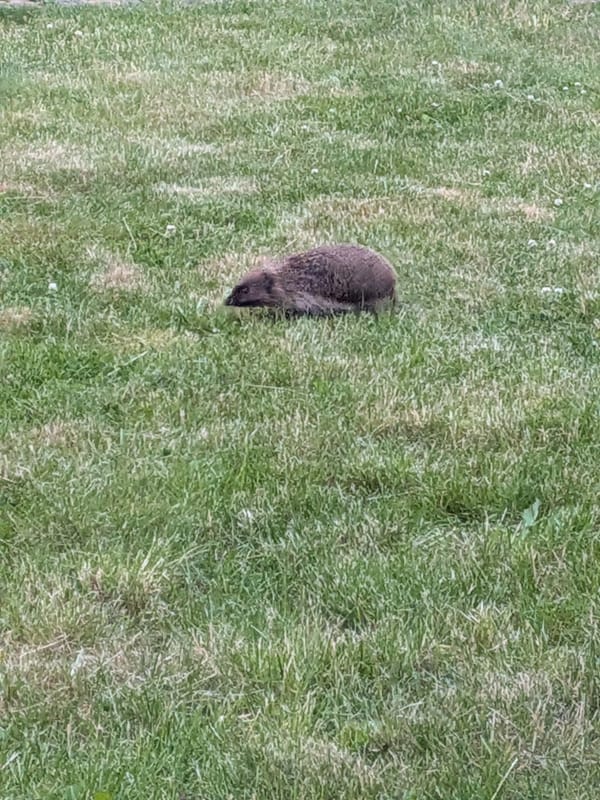 Night One... Welcome to Hedgehog-warts everyone 🦔