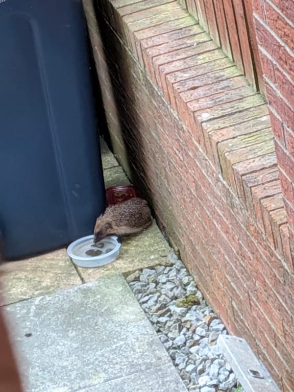 Night Two… Enrolment to Hedgehog-warts 🦔

…