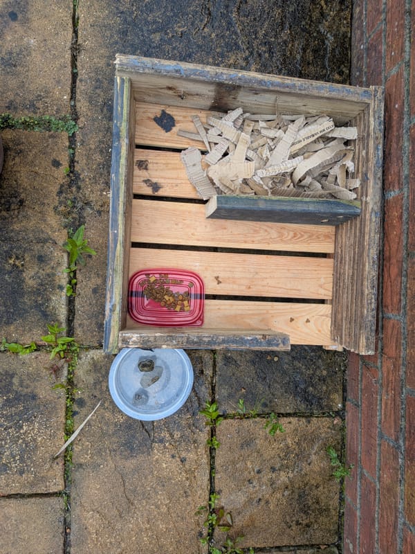 Night Three… The Creation of Hedgehog-warts 🦔