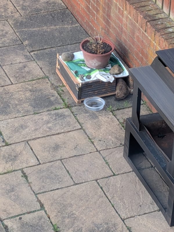 Night Four… Biscuits visits Hedgehog-warts 🦔🏡