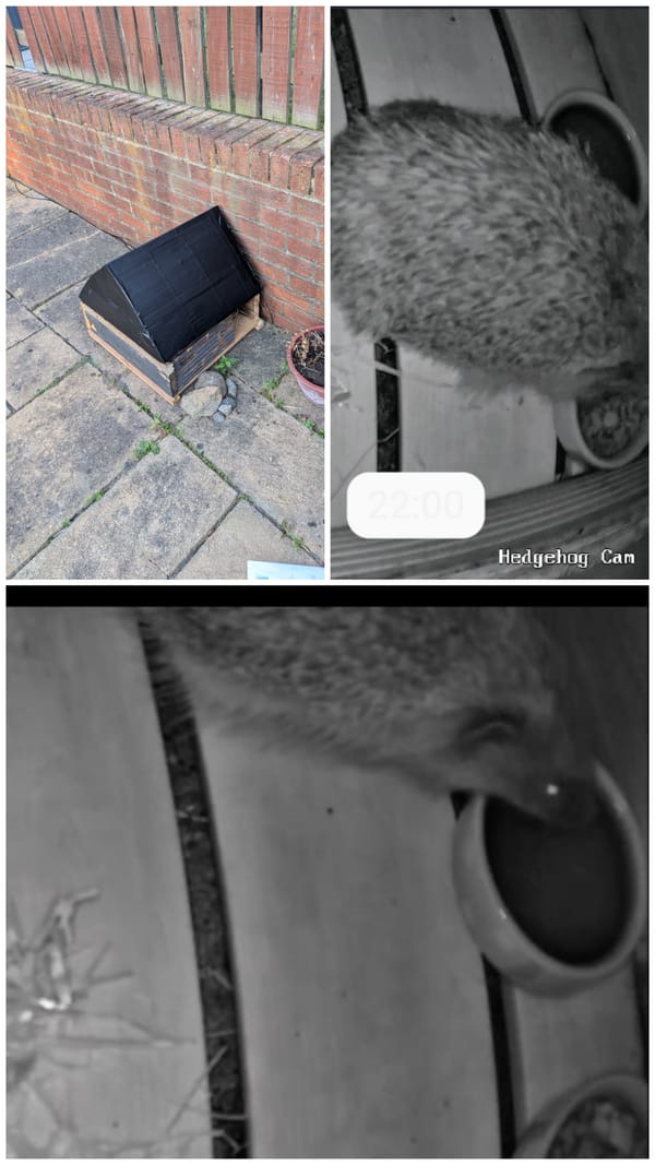 Night Twelve… DIY H-O-G 📷🦔
