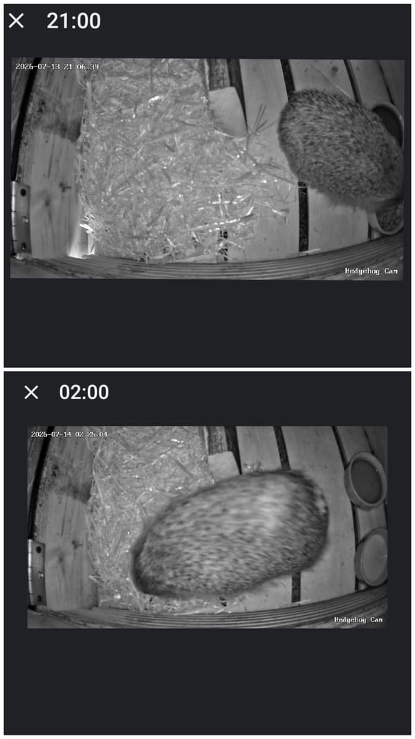 Night Fifteen… A New Mystery? 🦔🕵️‍♀️