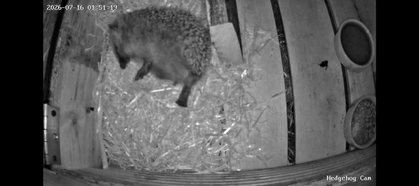 Night Seventeen… Oops! 🦔😂