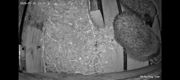 Night Eighteen… One Became Two 🦔🦔