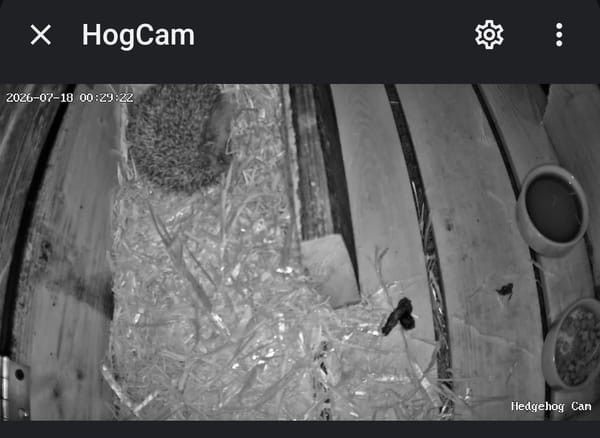Night Nineteen… A Tale of Two Hogs 🦔🦔