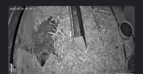 Night Twenty-Three… Home Sweet Hedgehog-warts 🦔🏡